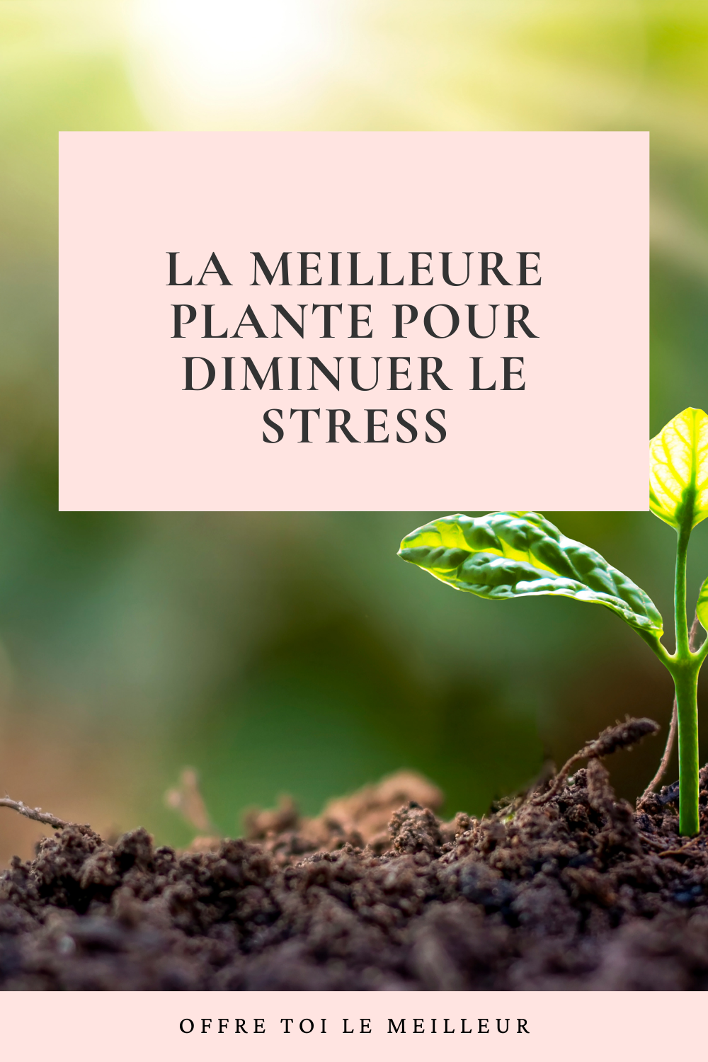 meilleure-plante-pour-diminuer-le-stress-a-connaitre